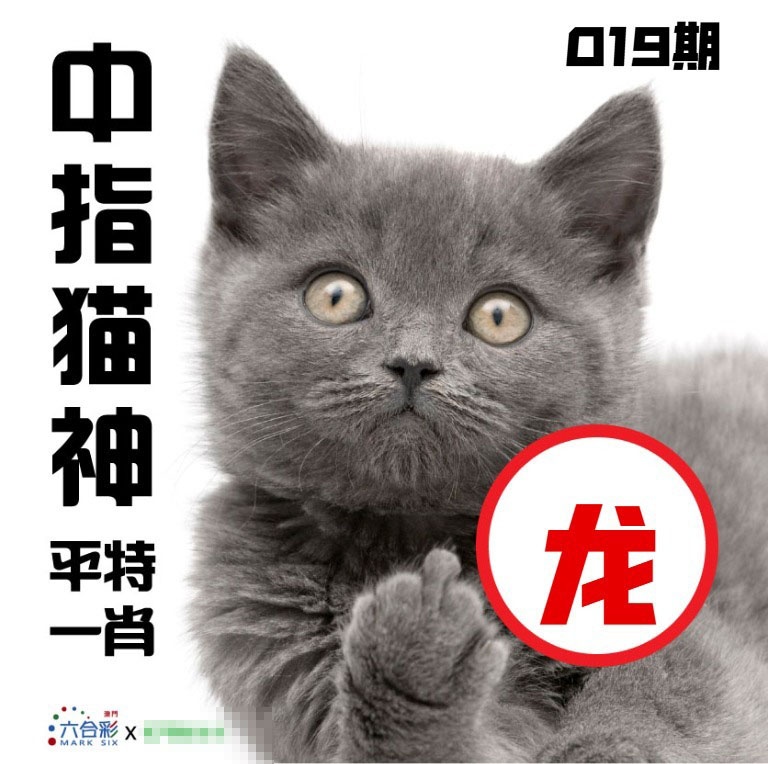 019期中指猫神[图]